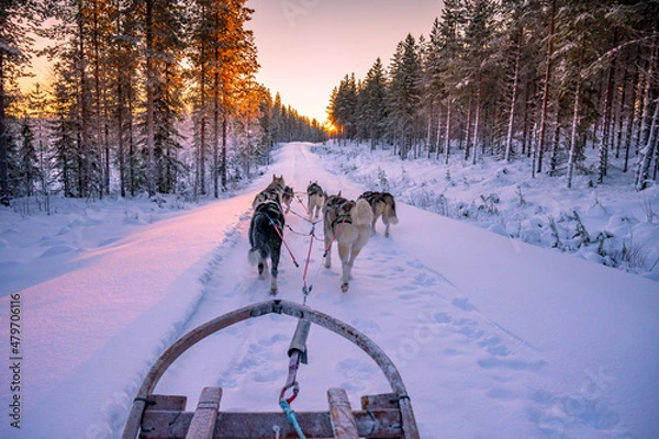Obraz husky ride during a beautiful sunset in Sweden.