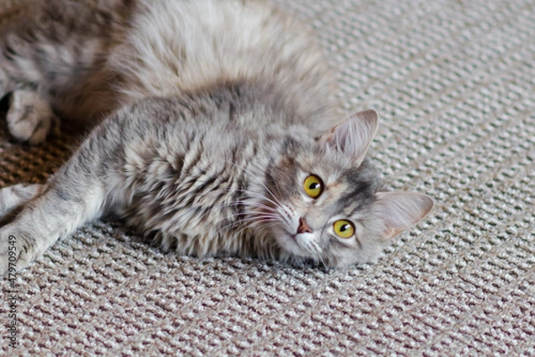 Obraz Grey cat on the grey background