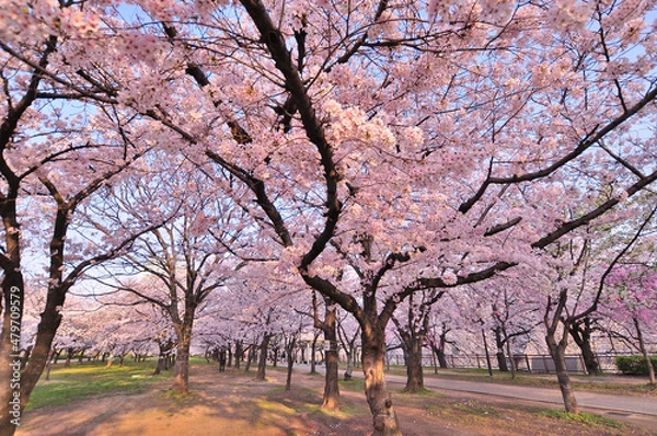 Obraz 大阪城公園の満開の桜と青空