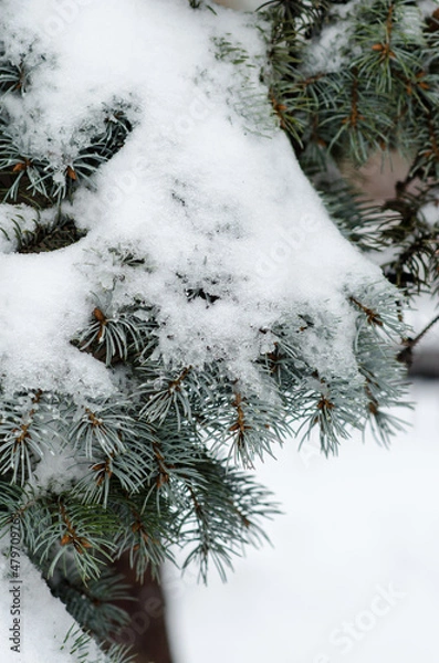 Fototapeta Snow covered tree