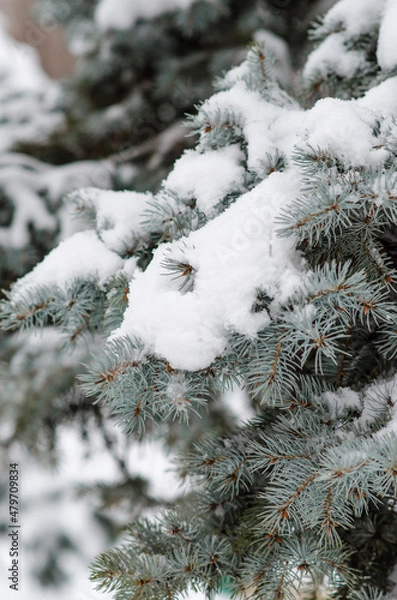 Obraz Snow covered blue spruce branches