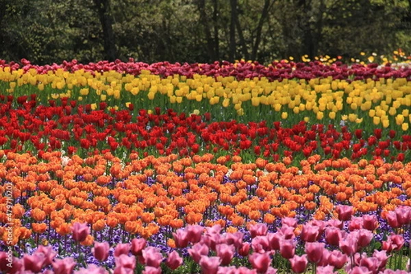 Fototapeta チューリップ畑