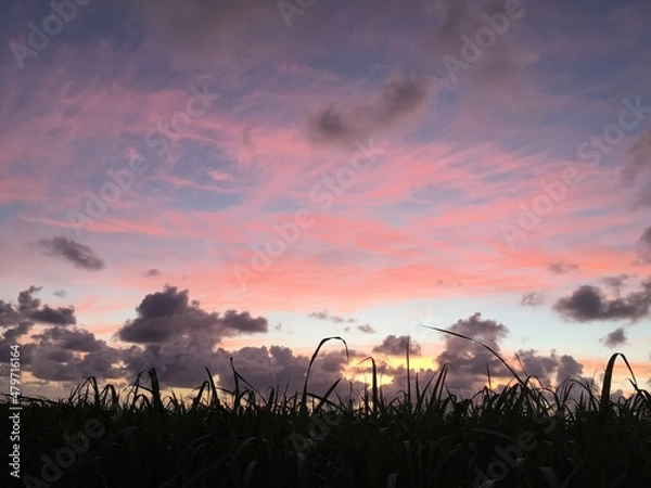 Fototapeta Sunset field