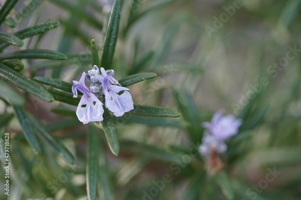 Obraz Fleur de romarin gros plan