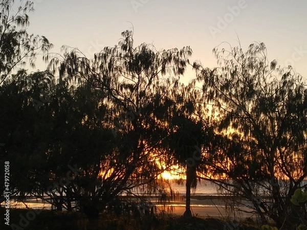 Fototapeta Sunrise through the trees