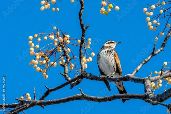 Fototapeta ツグミ