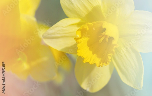 Fototapeta spring yellow daffodil flowers, nature image, macro photo with blurred background, March 8, women's day, spring concept