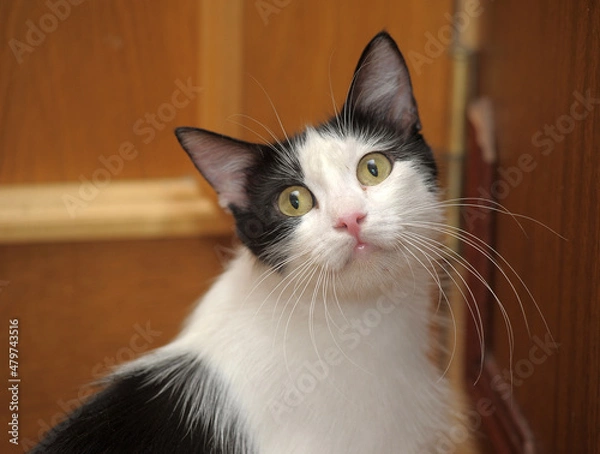 Obraz black and white cat with long mustaches