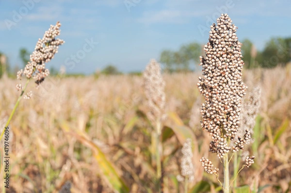 Fototapeta Millet or Sorghum an important cereal crop in field. are ready for harvest. It is a major source of grain and feed for livestock