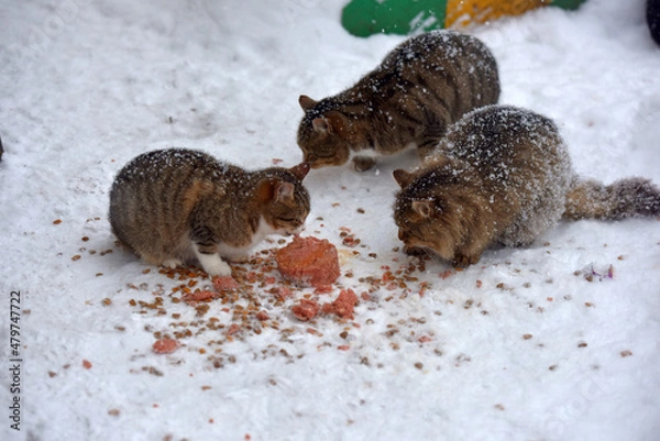 Fototapeta stray cats eat in the snow in winter in frost