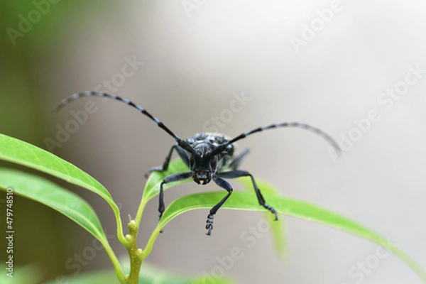 Obraz カミキリムシ