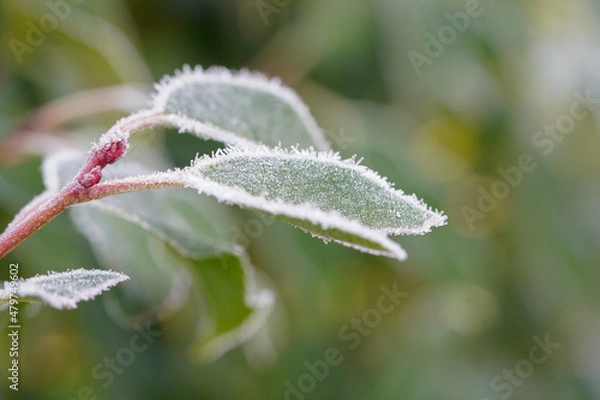 Obraz Feuille givrée