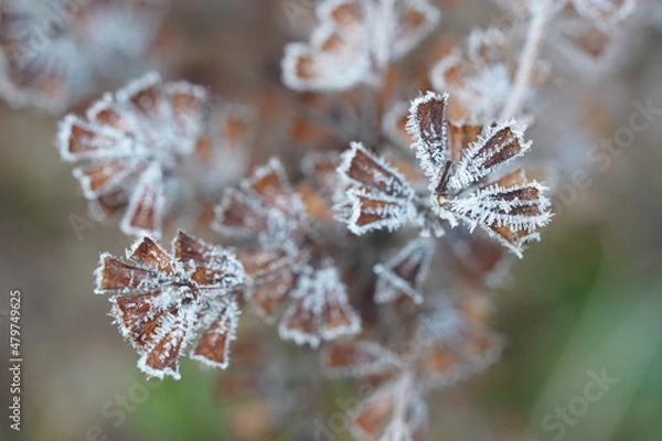 Obraz Mélisse givrée