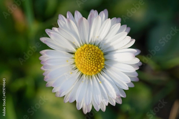 Fototapeta Fleur pâquerette 2