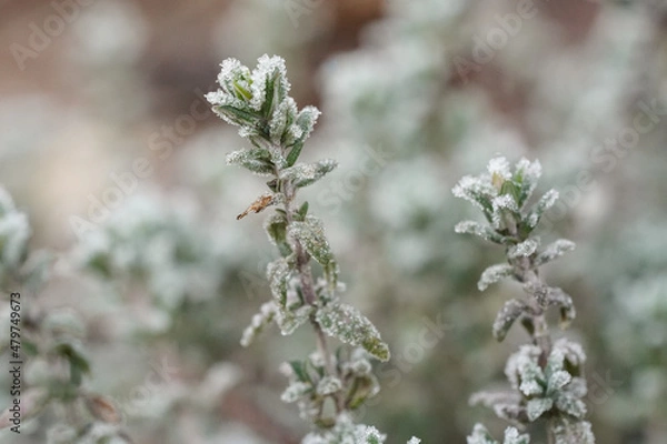 Obraz Branche thym givrée