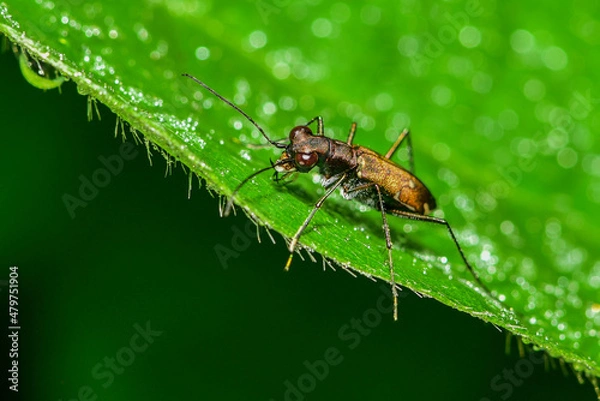 Obraz Insects inhabiting wild plants: Star-spotted Tiger Beetle
