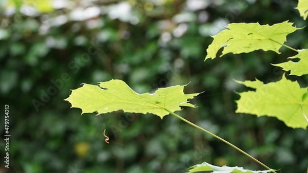 Fototapeta Bonn Germany June 2021 Leaves and branches of a maple tree in the forest against the natural green background in the sunshine