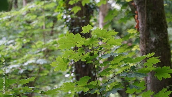 Fototapeta Bonn Germany June 2021 Leaves and branches of a maple tree in the forest against the natural green background in the sunshine