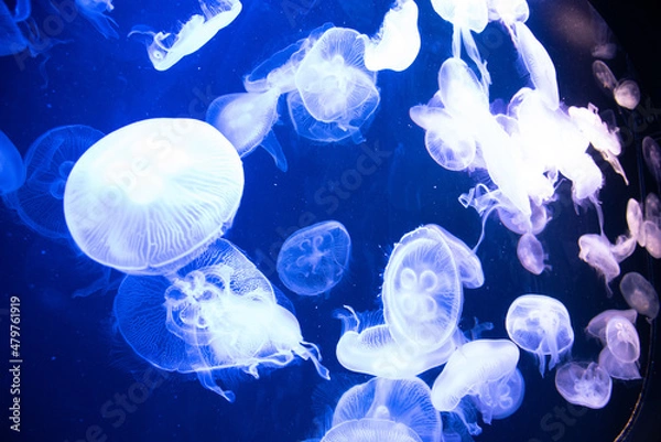 Fototapeta 水族館マリンワールドのクラゲ