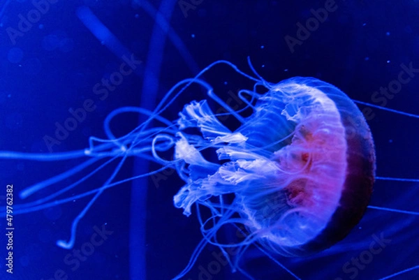 Fototapeta 水族館マリンワールドのクラゲ