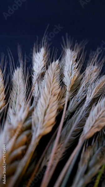 Obraz wheat is growing