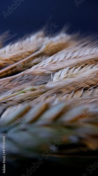 Obraz wheat is growing