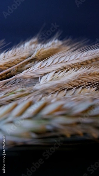 Obraz wheat is growing