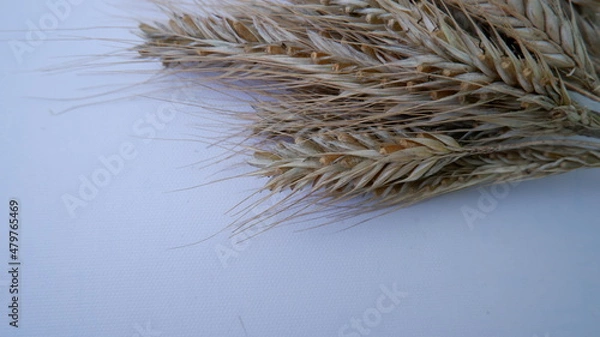 Obraz wheat is growing