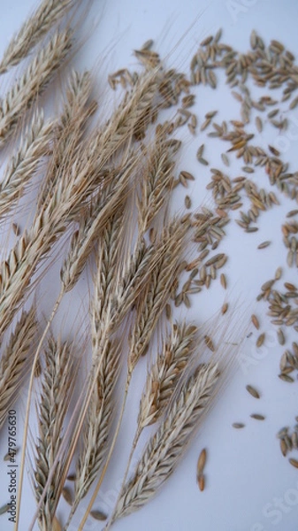 Obraz wheat is growing