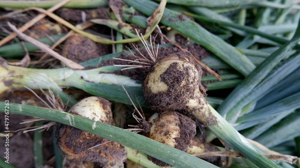 Obraz homemade onion