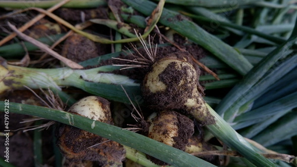 Obraz homemade onion