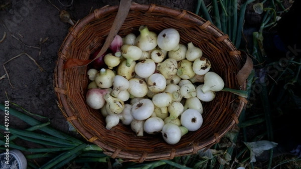 Obraz homemade onion