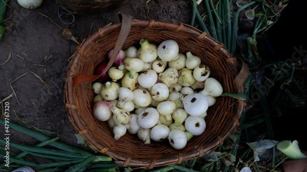 Obraz homemade onion