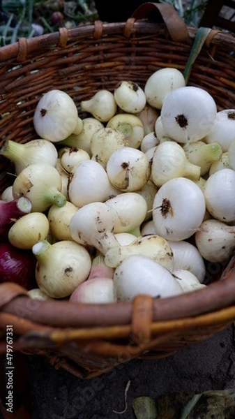 Obraz homemade onion