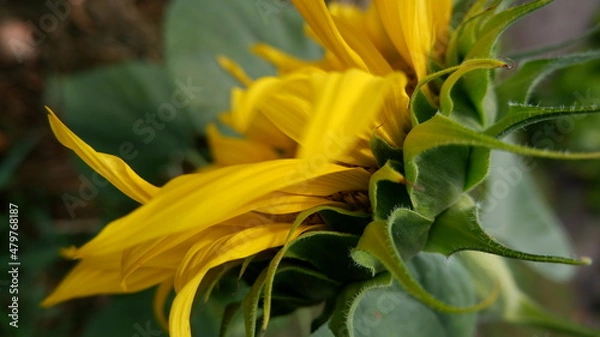 Obraz bee on sunflower