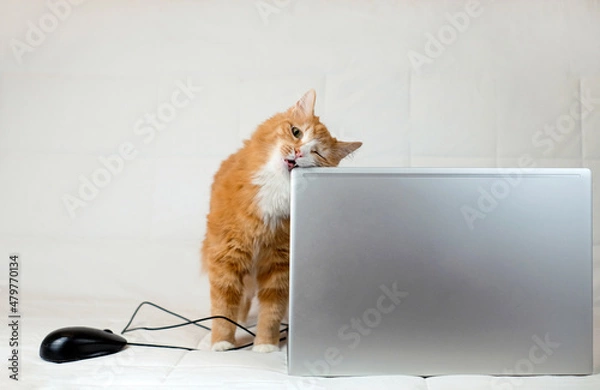Fototapeta Red cat playing laptop on the sofa