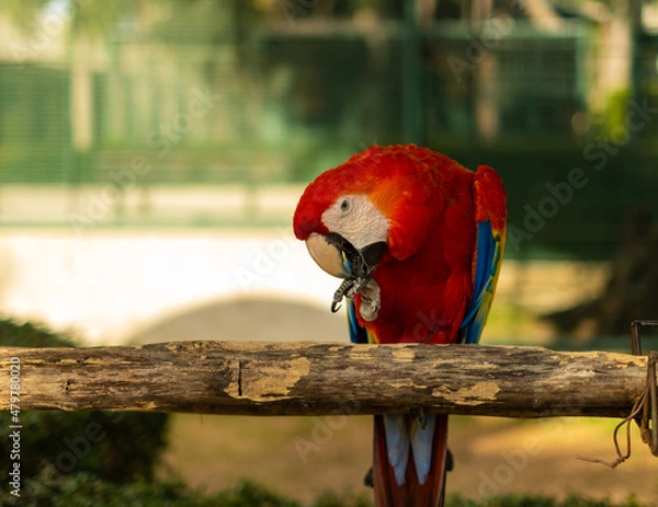 Obraz Macaw