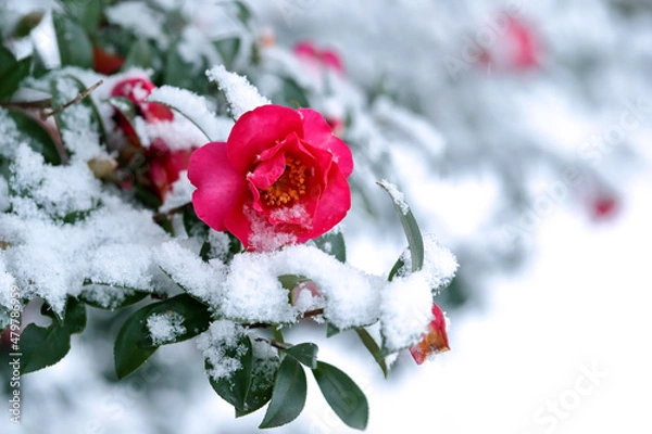 Obraz 朱色の山茶花と雪景色