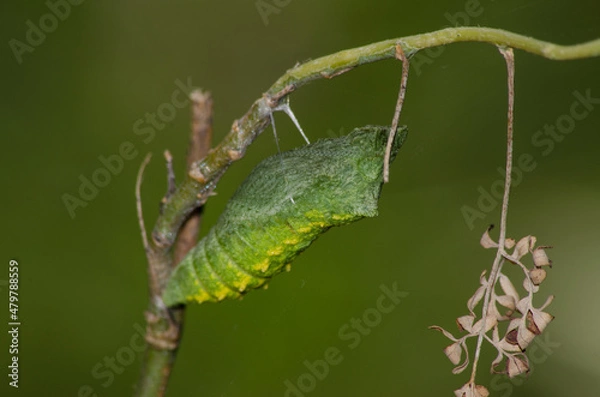 Fototapeta chrysalis (chrysalides) hanging out on a branch waiting to become a butterfly