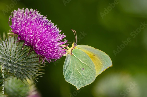 Obraz Green Brimstone butterfly eating nectar from a thistle
