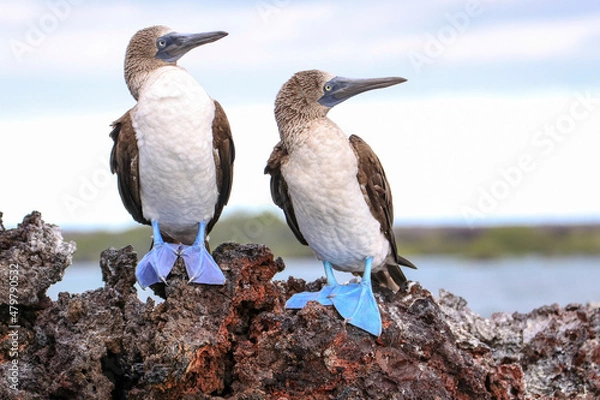 Obraz Two Blue-footed Boobies standing on a rocky outcrop at Elizabeth Bay off the coast of  Isabela Island in the Galapagos Islands.