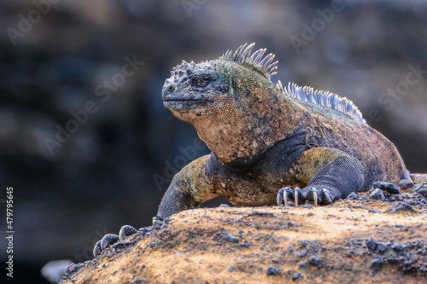 Obraz A dominant male Marine Iguana known by its distinctive colouring as being found only on Isabella Island in the Galapagos islands.