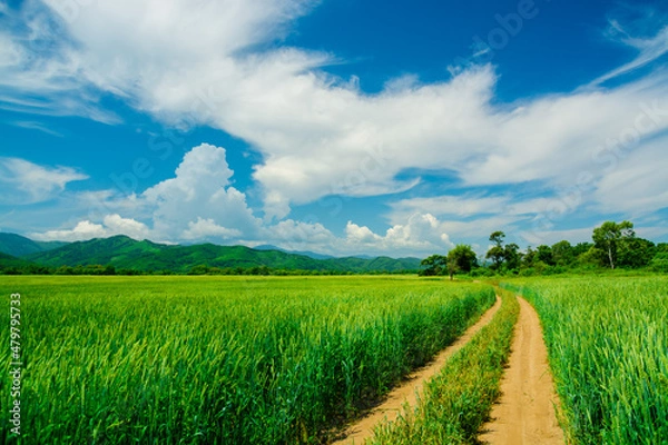 Obraz Hot summer in the fields, fields, field, wheat, rye, agriculture, summer