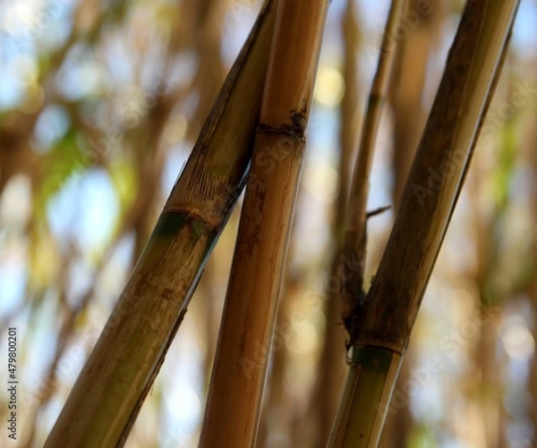 Obraz bamboo forest