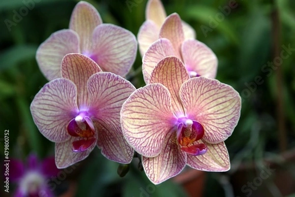 Obraz Pink orchid flower
