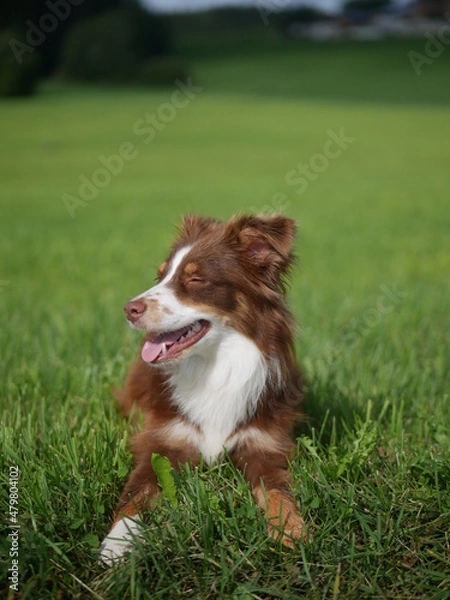 Fototapeta Mini Aussie