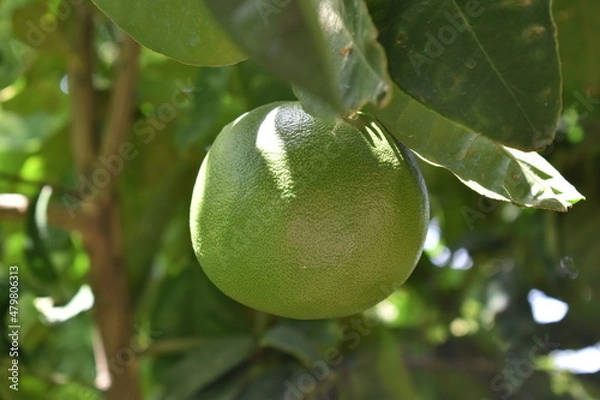 Obraz Green grapefruit