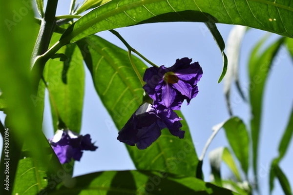 Obraz Purple exotic flower