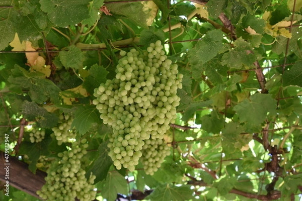 Obraz grapes 