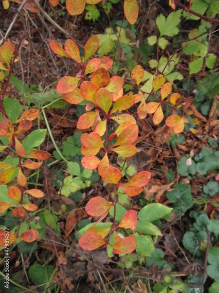 Obraz bunt gefärbte Blätter an einem Strauch